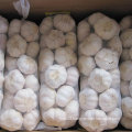 Chinese Normal White Garlic (4.5cm, 5.0cm, 5.5cm, 5.5cm, 6.0cm)